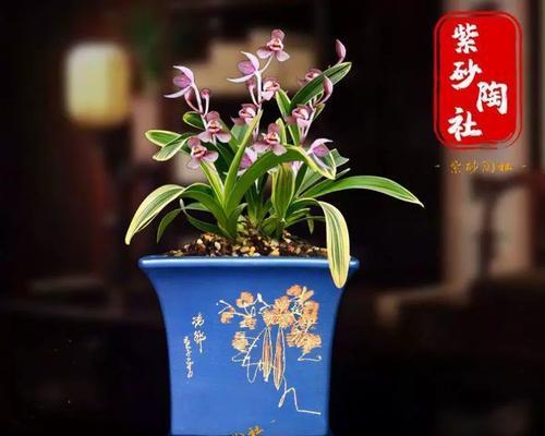 君子兰适合哪种土壤和花盆？搭配君子兰土壤和花盆的技巧是什么？