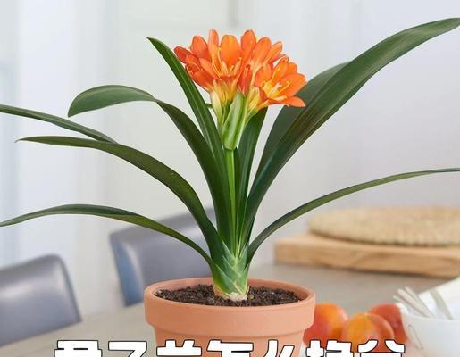 君子兰适合哪种土壤和花盆？搭配君子兰土壤和花盆的技巧是什么？