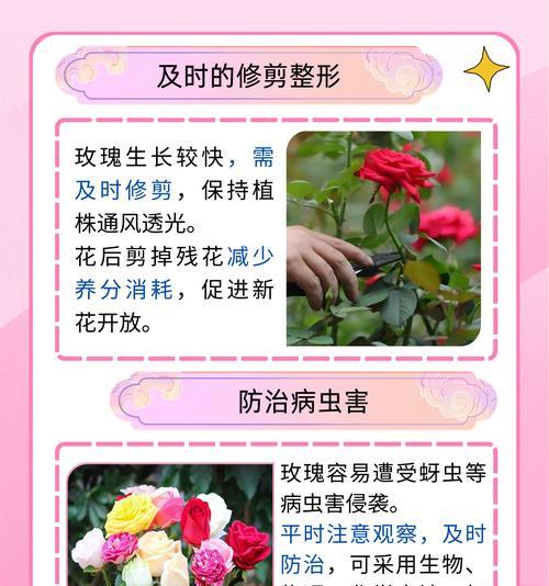 过年期间室内玫瑰花的养护方法是什么？