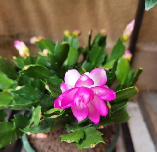 紫翠鱼仙人球开花的秘诀是什么？怎样才能让它顺利开花？