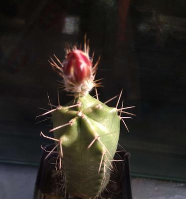 紫翠鱼仙人球开花的秘诀是什么？怎样才能让它顺利开花？