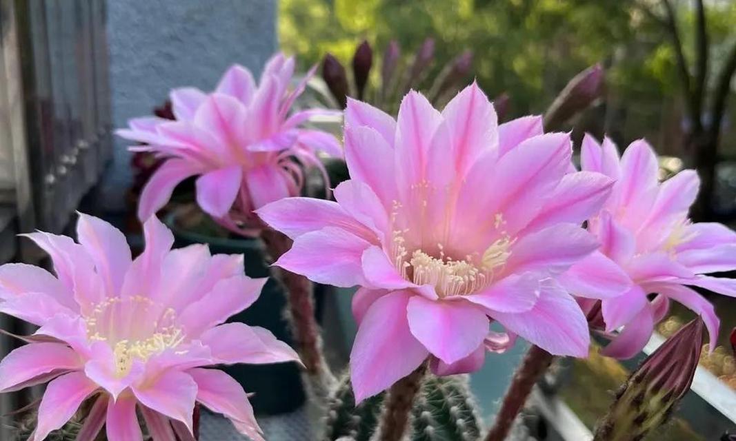 紫翠鱼仙人球开花的秘诀是什么？怎样才能让它顺利开花？