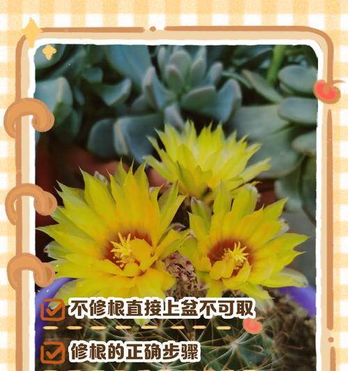 仙人球生根后如何促进开花？