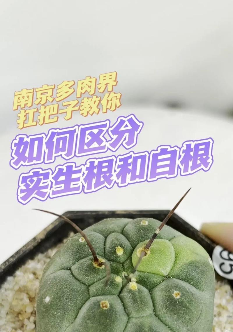 仙人球生根后如何促进开花？