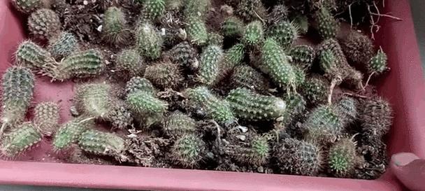 仙人球生根后如何促进开花？
