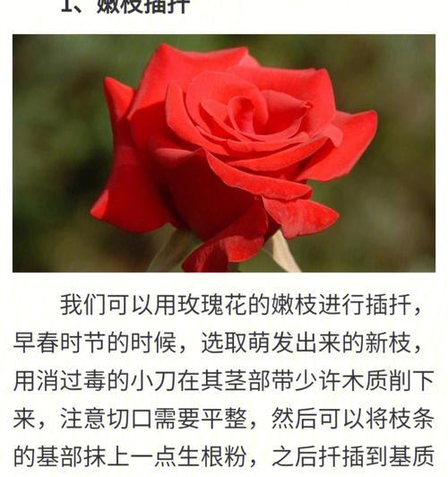 秋季玫瑰花最佳扦插时间是什么时候？