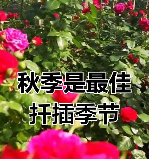 秋季玫瑰花最佳扦插时间是什么时候？