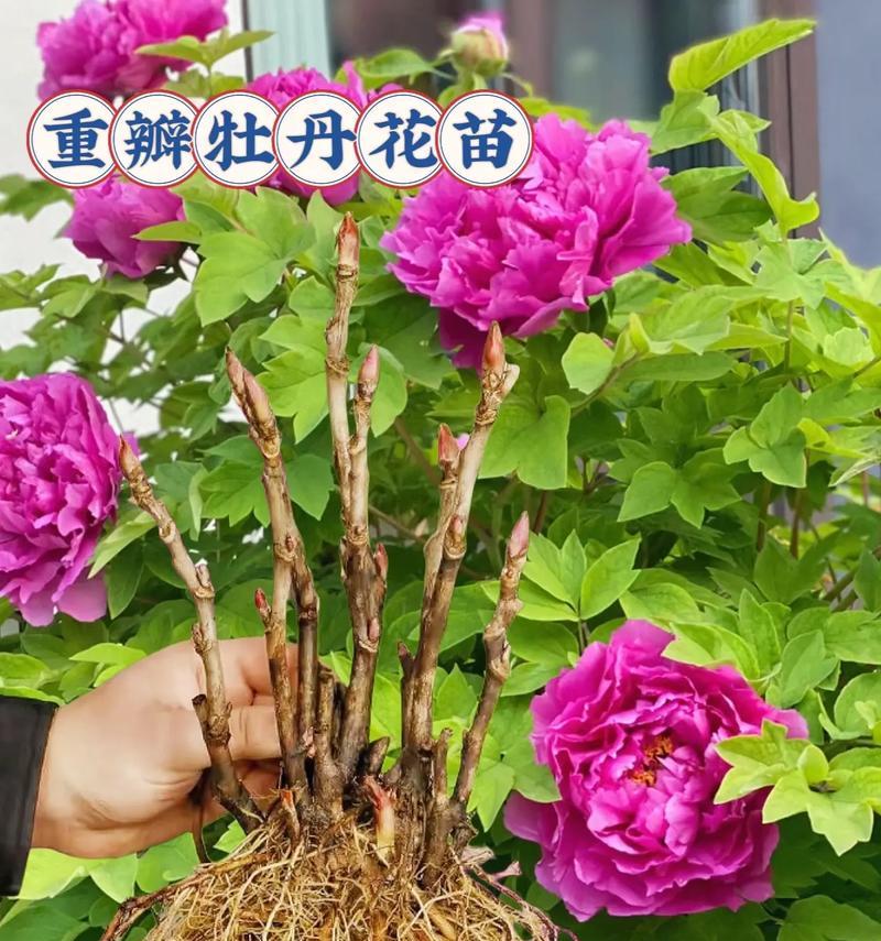 如何制作逼真的重瓣牡丹花道具？