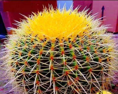 金琥仙人球为何呈现黄金色？