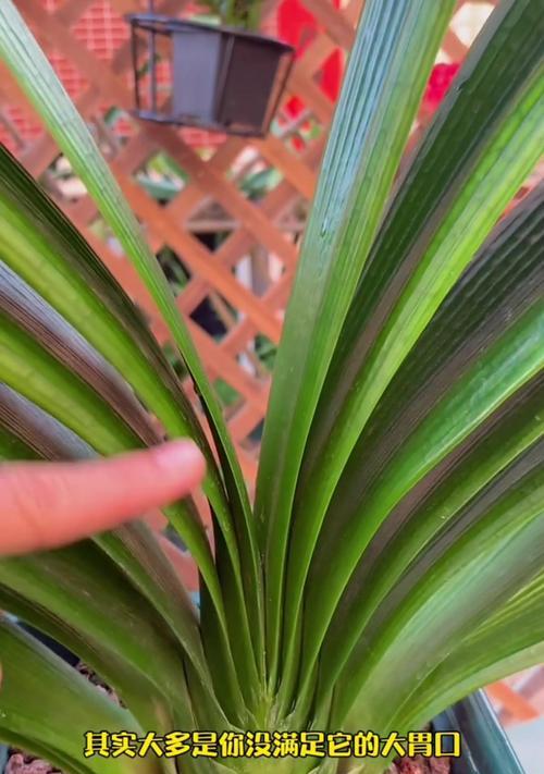 君子兰缺水不开花的原因是什么？