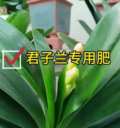 君子兰缺水不开花的原因是什么？