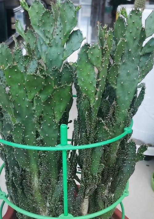 自己种植的铁树和仙人掌如何养护？铁树和仙人掌的养护方法有哪些？