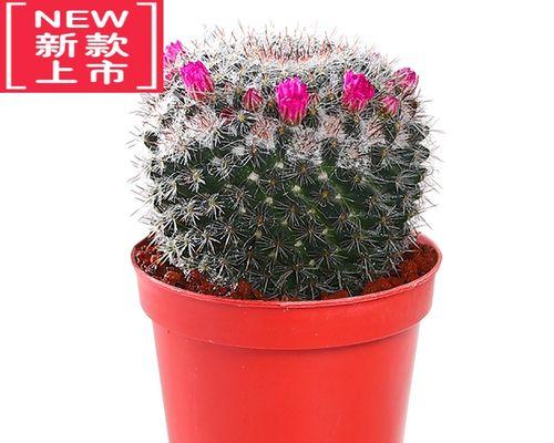 玉翁仙人球花苞发黑怎么处理？如何预防花苞病变？