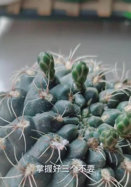 玉翁仙人球花苞发黑怎么处理？如何预防花苞病变？