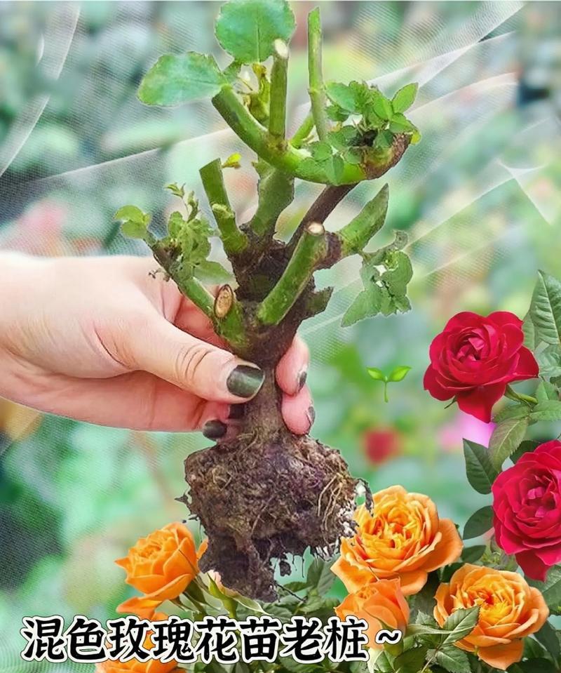 玫瑰花盆栽养护需要注意哪些问题？
