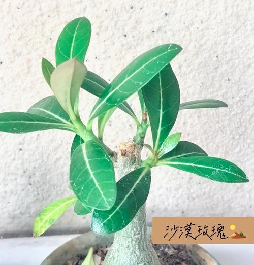 玫瑰花盆栽养护需要注意哪些问题？