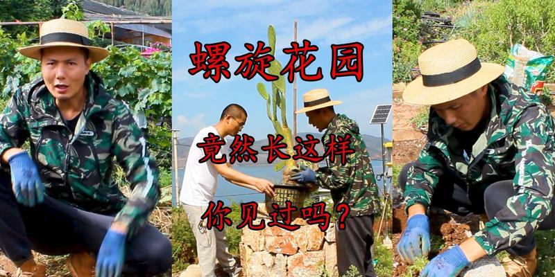 多片仙人掌种植步骤是什么？如何管理？