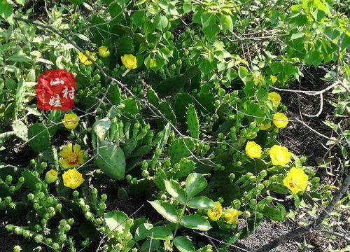 多片仙人掌种植步骤是什么？如何管理？