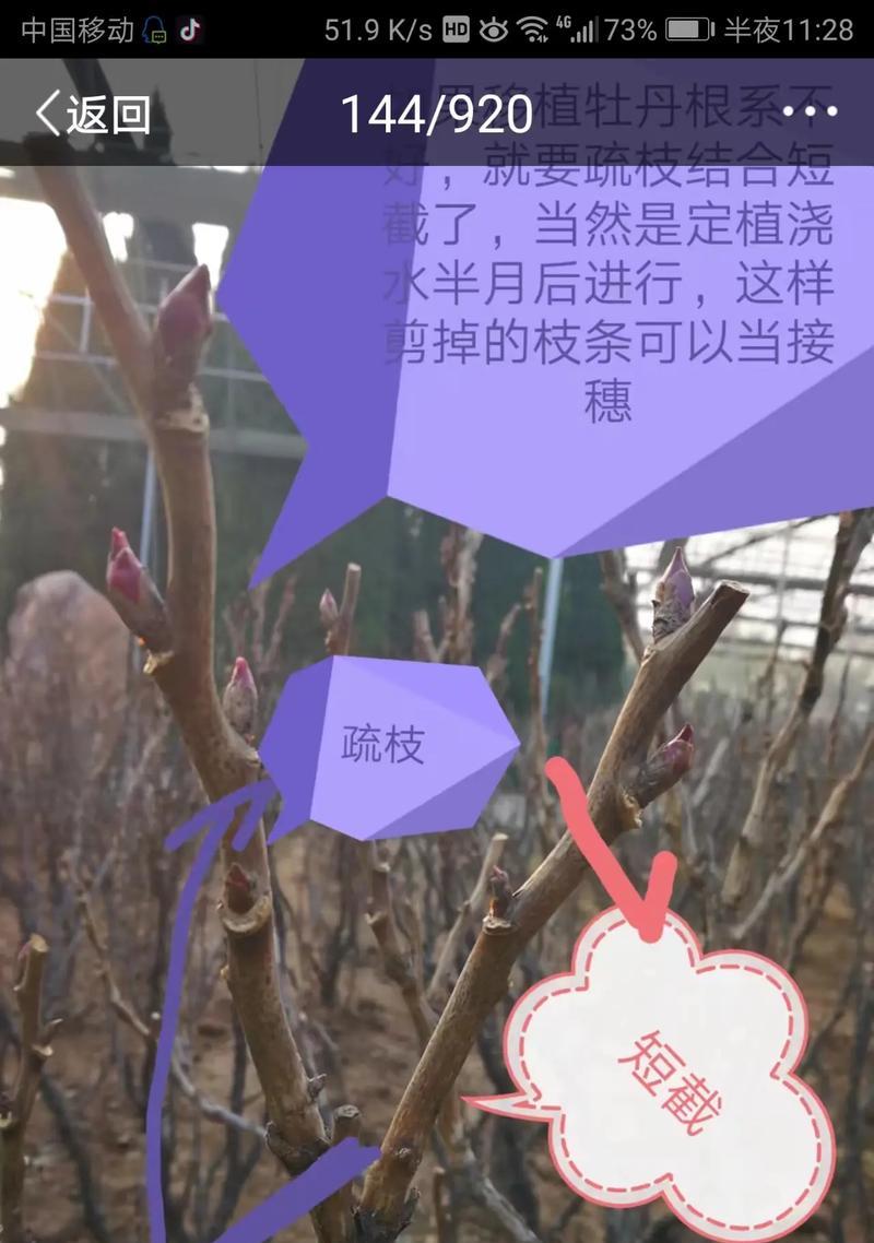 牡丹花冬季施肥的最佳方法是什么？需要注意什么？