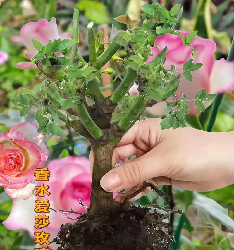 艾莎玫瑰花怎么插活？需要哪些步骤？