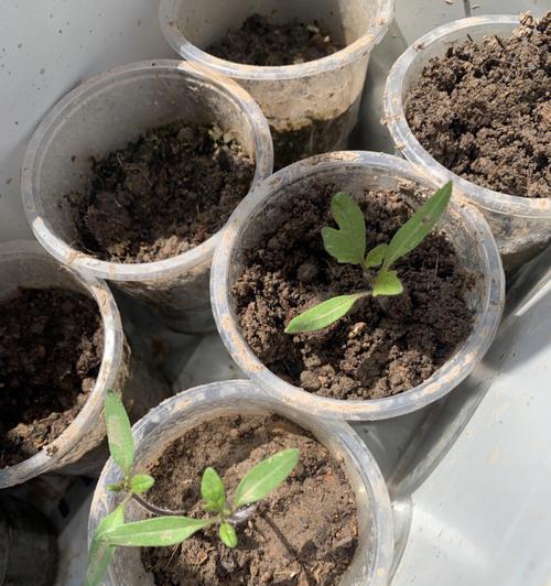 玫瑰花育苗需要多长时间？