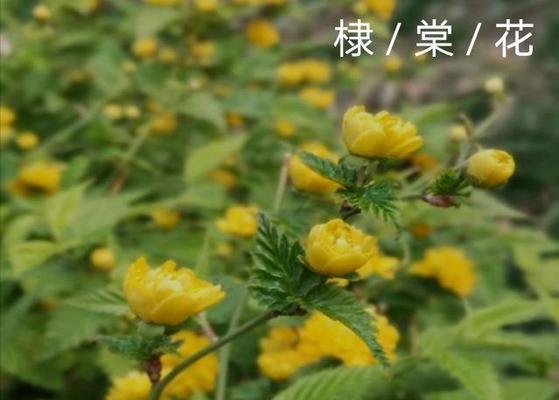 君子兰紫藤玫瑰如何养护才能开花？
