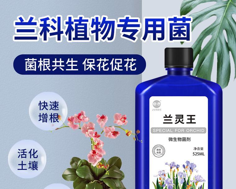 君子兰多年未成花芽的解决方法是什么？