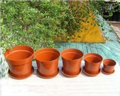 大号塑料花盆适合种植仙人球吗？如何正确种植？