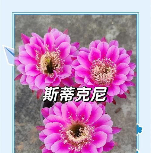 仙人球开花预示着什么？如何促进开花？