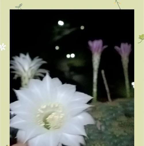 仙人球开花预示着什么？如何促进开花？