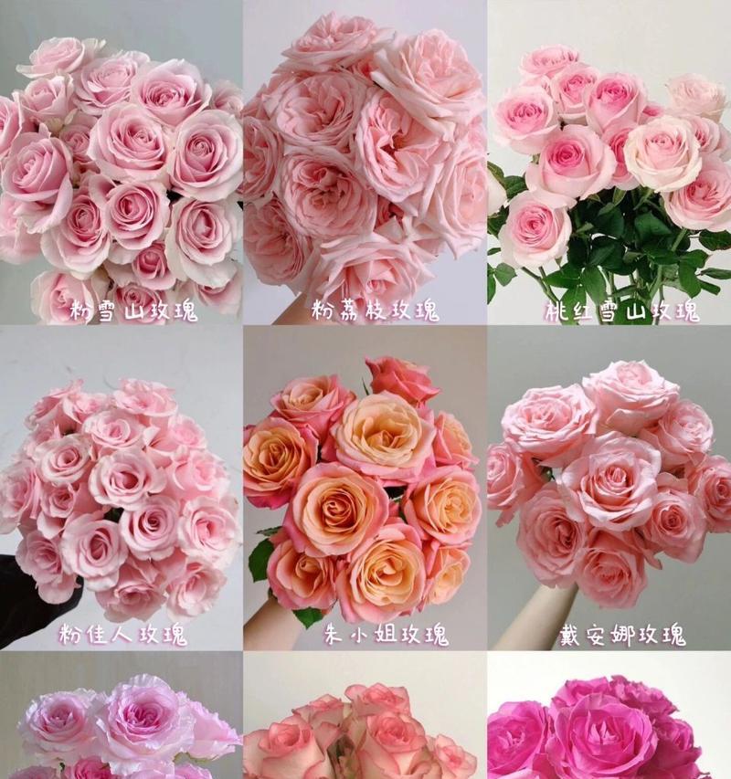 红白色玫瑰花品种是什么？怎样区分不同品种？
