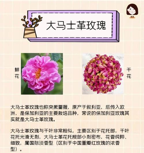 红白色玫瑰花品种是什么？怎样区分不同品种？