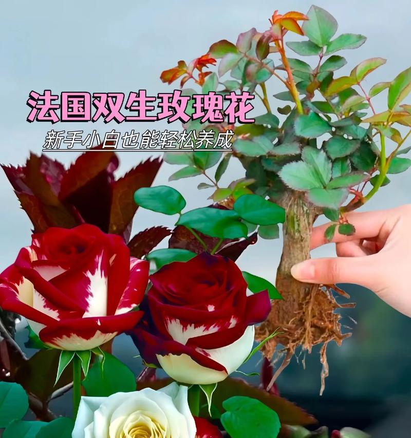 红白色玫瑰花品种是什么？怎样区分不同品种？