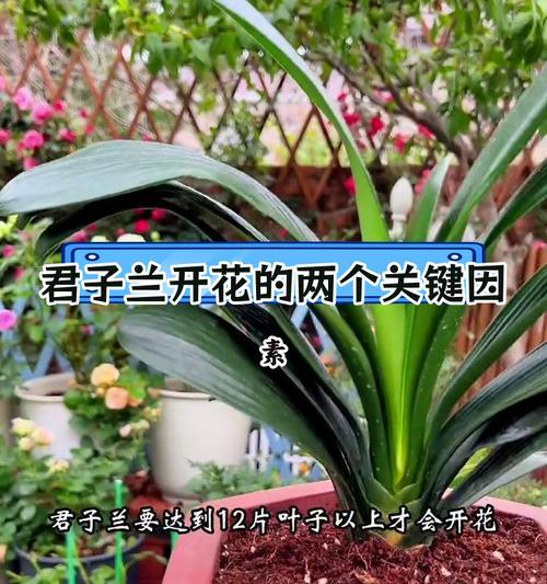 君子兰爆崽后还能开花吗？原因是什么？