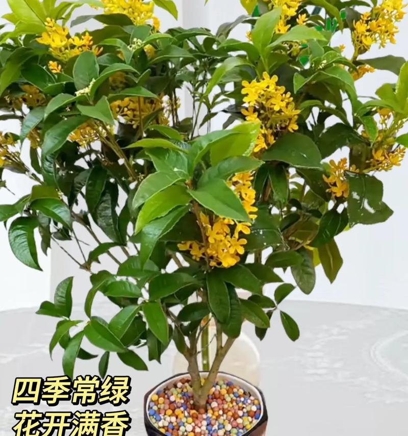 四季君子兰盆栽种苗的养护方法是什么？如何确保四季常绿？