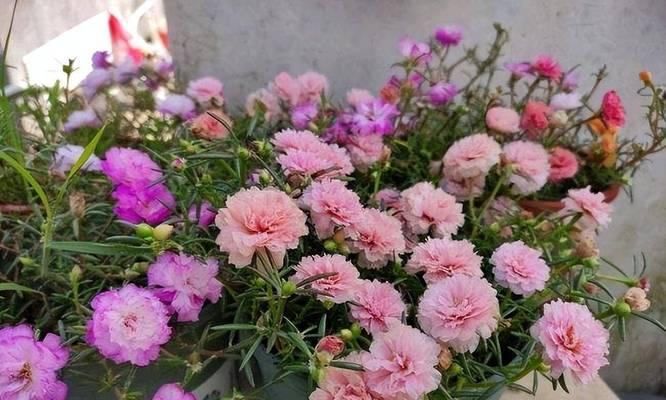 黄色月季牡丹花如何养护？怎样才能养得更美？