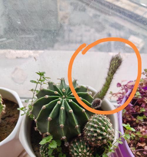 玻璃瓶中种植仙人球的方法是什么？