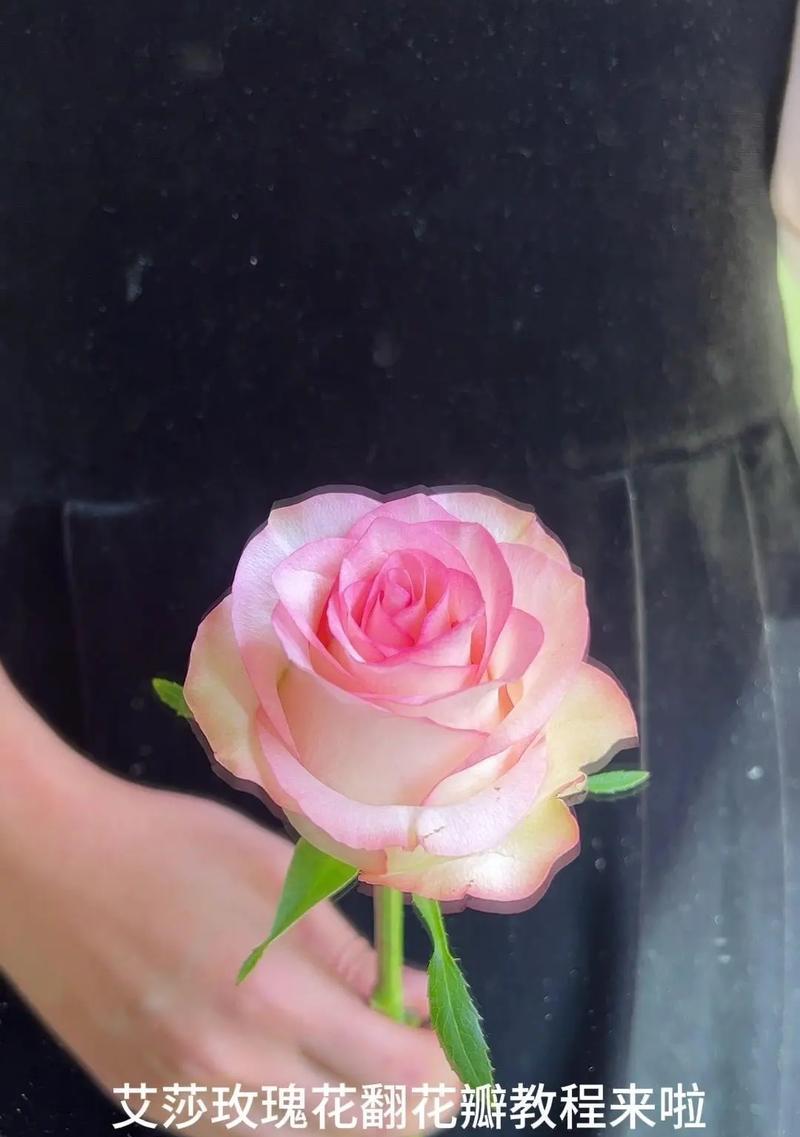 玫瑰花瓣粘合的方法是什么？