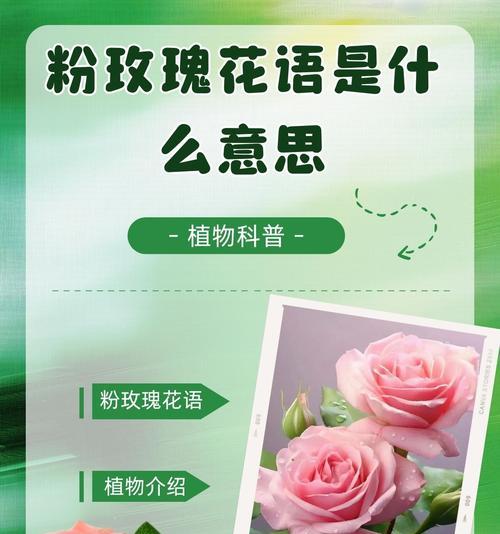 美丽粉玫瑰花的养护方法是什么？如何保持其美丽？