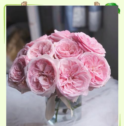 美丽粉玫瑰花的养护方法是什么？如何保持其美丽？