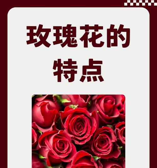 美丽粉玫瑰花的养护方法是什么？如何保持其美丽？