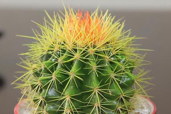 开花仙人球品种毛花球怎么种？有哪些种植技巧？