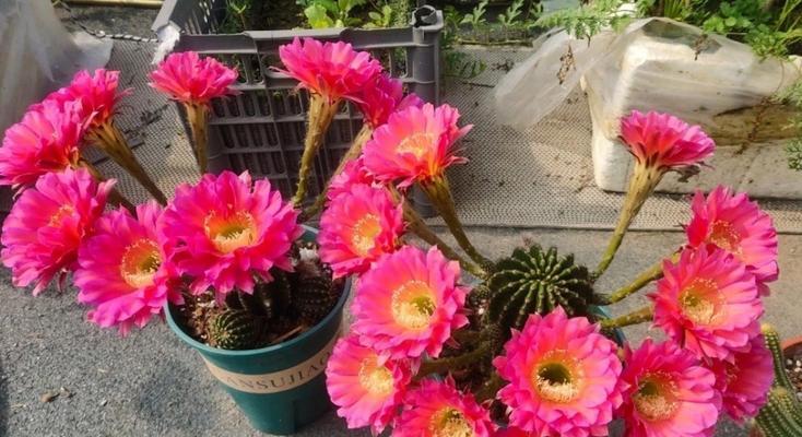 开花仙人球品种毛花球怎么种？有哪些种植技巧？
