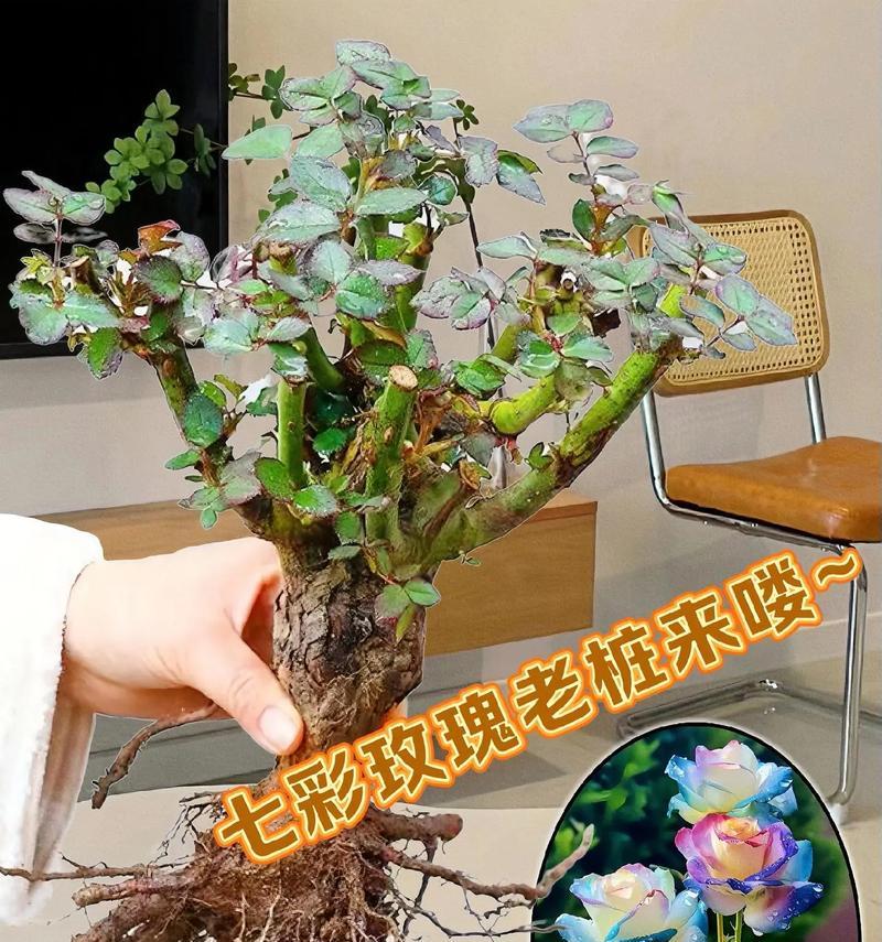 春天嫁接玫瑰花的最佳方法是什么？