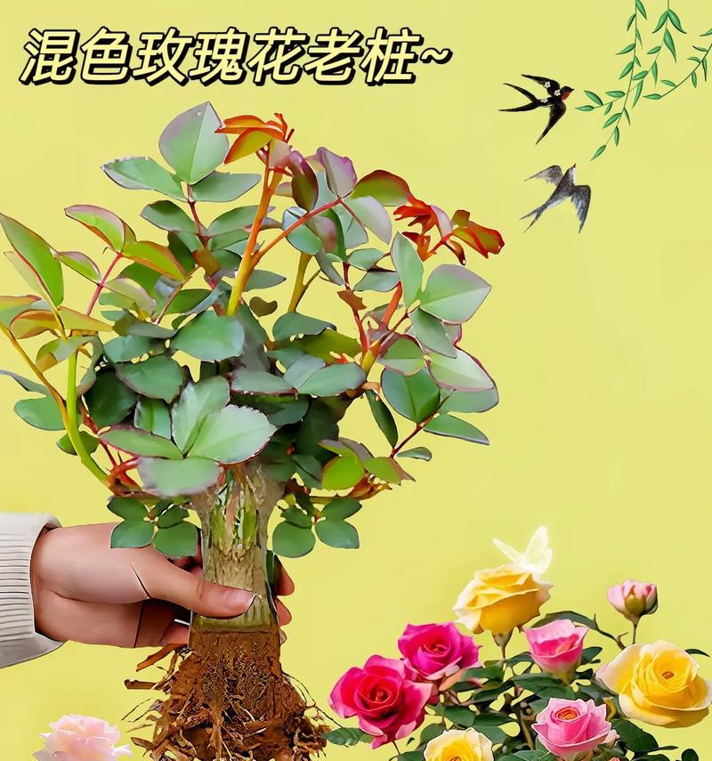 春天嫁接玫瑰花的最佳方法是什么？