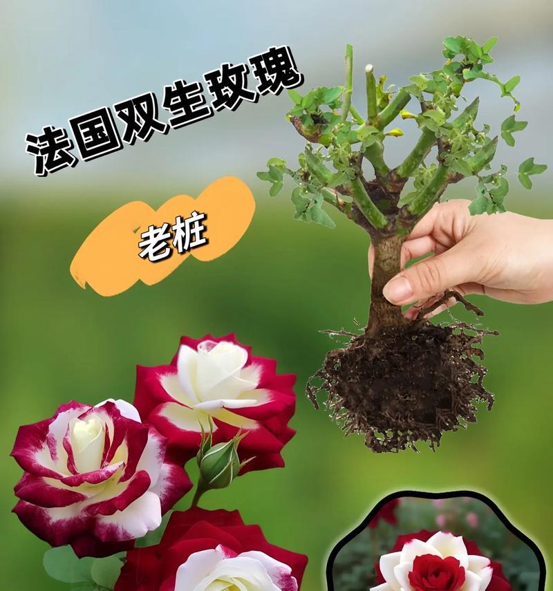 室内双生玫瑰花的养护技巧有哪些？