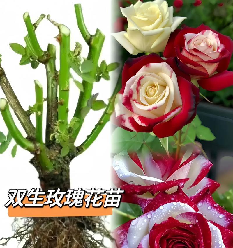 室内双生玫瑰花的养护技巧有哪些？