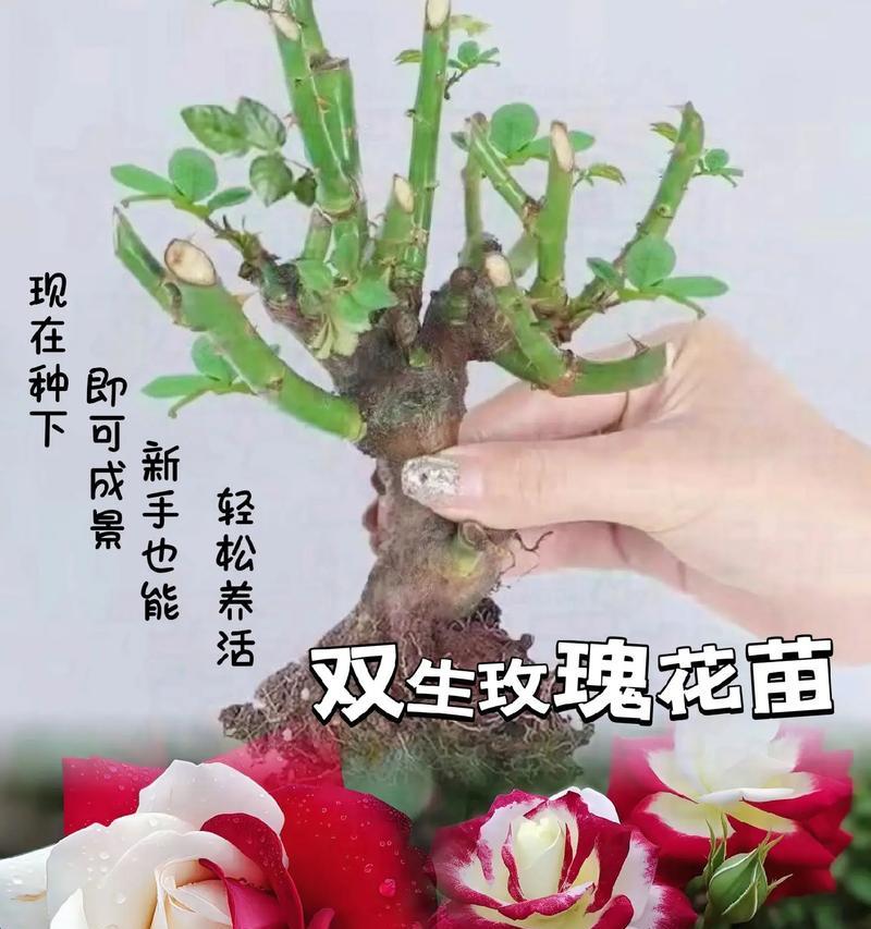 室内双生玫瑰花的养护技巧有哪些？