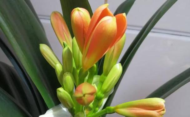 4月君子兰叶片如何保持油绿肥大？