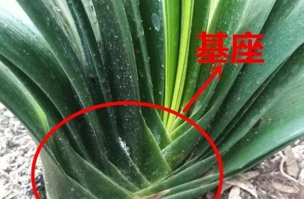 君子兰开花需要多长时间？影响君子兰开花周期的因素有哪些？